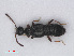  ( - RMNH.INS.535391)  @11 [ ] CreativeCommons - Attribution Non-Commercial Share-Alike (2013) Unspecified Naturalis Biodiversity Center