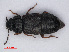  ( - RMNH.INS.535394)  @11 [ ] CreativeCommons - Attribution Non-Commercial Share-Alike (2013) Unspecified Naturalis Biodiversity Center