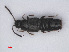  (Atheta cauta - RMNH.INS.535400)  @13 [ ] CreativeCommons - Attribution Non-Commercial Share-Alike (2013) Unspecified Naturalis Biodiversity Center