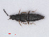  ( - RMNH.INS.535404)  @13 [ ] CreativeCommons - Attribution Non-Commercial Share-Alike (2013) Unspecified Naturalis Biodiversity Center