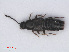  ( - RMNH.INS.535406)  @13 [ ] CreativeCommons - Attribution Non-Commercial Share-Alike (2013) Unspecified Naturalis Biodiversity Center