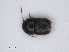  ( - RMNH.INS.535421)  @11 [ ] CreativeCommons - Attribution Non-Commercial Share-Alike (2013) Unspecified Naturalis Biodiversity Center