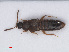  ( - RMNH.INS.535454)  @11 [ ] CreativeCommons - Attribution Non-Commercial Share-Alike (2013) Unspecified Naturalis Biodiversity Center