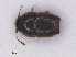  ( - RMNH.INS.535524)  @11 [ ] CreativeCommons - Attribution Non-Commercial Share-Alike (2013) Unspecified Naturalis Biodiversity Center
