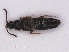  ( - RMNH.INS.535550)  @13 [ ] CreativeCommons - Attribution Non-Commercial Share-Alike (2013) Unspecified Naturalis Biodiversity Center