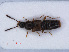  ( - RMNH.INS.535570)  @11 [ ] CreativeCommons - Attribution Non-Commercial Share-Alike (2013) Unspecified Naturalis Biodiversity Center