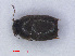  ( - RMNH.INS.535605)  @11 [ ] CreativeCommons - Attribution Non-Commercial Share-Alike (2013) Unspecified Naturalis Biodiversity Center