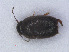  ( - RMNH.INS.535606)  @11 [ ] CreativeCommons - Attribution Non-Commercial Share-Alike (2013) Unspecified Naturalis Biodiversity Center