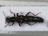  (Stenus bimaculatus - RMNH.INS.535688)  @14 [ ] CreativeCommons - Attribution Non-Commercial Share-Alike (2012) Unspecified Naturalis, Biodiversity Centre