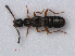  ( - RMNH.INS.535693)  @13 [ ] CreativeCommons - Attribution Non-Commercial Share-Alike (2012) Unspecified Naturalis, Biodiversity Centre