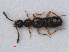  ( - RMNH.INS.535694)  @11 [ ] CreativeCommons - Attribution Non-Commercial Share-Alike (2012) Unspecified Naturalis, Biodiversity Centre