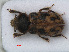  (Heterocerus flexuosus - RMNH.INS.535699)  @13 [ ] CreativeCommons - Attribution Non-Commercial Share-Alike (2012) Unspecified Naturalis, Biodiversity Centre