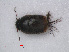  ( - RMNH.INS.535708)  @11 [ ] CreativeCommons - Attribution Non-Commercial Share-Alike (2012) Unspecified Naturalis, Biodiversity Centre