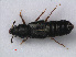  (Bledius pallipes - RMNH.INS.535712)  @13 [ ] CreativeCommons - Attribution Non-Commercial Share-Alike (2012) Unspecified Naturalis, Biodiversity Centre