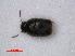  ( - RMNH.INS.535715)  @11 [ ] CreativeCommons - Attribution Non-Commercial Share-Alike (2012) Unspecified Naturalis, Biodiversity Centre
