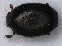  (Kissister - RMNH.INS.535720)  @14 [ ] CreativeCommons - Attribution Non-Commercial Share-Alike (2012) Unspecified Naturalis, Biodiversity Centre
