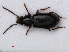  ( - RMNH.INS.535726)  @13 [ ] CreativeCommons - Attribution Non-Commercial Share-Alike (2012) Unspecified Naturalis, Biodiversity Centre