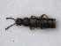  ( - RMNH.INS.535733)  @11 [ ] CreativeCommons - Attribution Non-Commercial Share-Alike (2012) Unspecified Naturalis, Biodiversity Centre