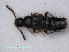  (Pycnota paradoxa - RMNH.INS.535735)  @14 [ ] CreativeCommons - Attribution Non-Commercial Share-Alike (2012) Unspecified Naturalis, Biodiversity Centre