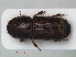  ( - RMNH.INS.535782)  @11 [ ] CreativeCommons - Attribution Non-Commercial Share-Alike (2013) Unspecified Naturalis Biodiversity Center