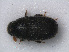  ( - RMNH.INS.535787)  @11 [ ] CreativeCommons - Attribution Non-Commercial Share-Alike (2013) Unspecified Naturalis Biodiversity Center