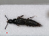  (Heterothops - RMNH.INS.535793)  @14 [ ] CreativeCommons - Attribution Non-Commercial Share-Alike (2012) Unspecified Naturalis, Biodiversity Centre