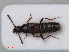  (Aleochara spadicea - RMNH.INS.535796)  @13 [ ] CreativeCommons - Attribution Non-Commercial Share-Alike (2012) Unspecified Naturalis, Biodiversity Centre