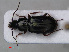  (Pterostichus strenuus - RMNH.INS.535803)  @13 [ ] CreativeCommons - Attribution Non-Commercial Share-Alike (2012) Unspecified Naturalis, Biodiversity Centre