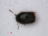  ( - RMNH.INS.535821)  @11 [ ] CreativeCommons - Attribution Non-Commercial Share-Alike (2012) Unspecified Naturalis, Biodiversity Centre