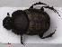  ( - RMNH.INS.535829)  @13 [ ] CreativeCommons - Attribution Non-Commercial Share-Alike (2012) Unspecified Naturalis, Biodiversity Centre