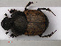  ( - RMNH.INS.535842)  @13 [ ] CreativeCommons - Attribution Non-Commercial Share-Alike (2012) Unspecified Naturalis, Biodiversity Centre