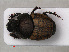  ( - RMNH.INS.535843)  @13 [ ] CreativeCommons - Attribution Non-Commercial Share-Alike (2012) Unspecified Naturalis, Biodiversity Centre