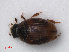  ( - RMNH.INS.535859)  @11 [ ] CreativeCommons - Attribution Non-Commercial Share-Alike (2012) Unspecified Naturalis, Biodiversity Centre