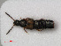  ( - RMNH.INS.535868)  @11 [ ] CreativeCommons - Attribution Non-Commercial Share-Alike (2012) Unspecified Naturalis, Biodiversity Centre