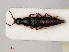  ( - RMNH.INS.535012)  @11 [ ] CreativeCommons - Attribution Non-Commercial Share-Alike (2012) Unspecified Naturalis, Biodiversity Centre