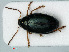  ( - RMNH.INS.535039)  @11 [ ] CreativeCommons - Attribution Non-Commercial Share-Alike (2012) Unspecified Naturalis, Biodiversity Centre