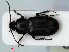  ( - RMNH.INS.535091)  @13 [ ] CreativeCommons - Attribution Non-Commercial Share-Alike (2012) Unspecified Naturalis, Biodiversity Centre