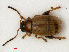  (Longitarsus pratensis - RMNH.INS.535146)  @14 [ ] CreativeCommons - Attribution Non-Commercial Share-Alike (2012) Unspecified Naturalis, Biodiversity Centre