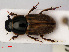  ( - RMNH.INS.535188)  @13 [ ] CreativeCommons - Attribution Non-Commercial Share-Alike (2012) Unspecified Naturalis, Biodiversity Centre
