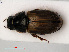  ( - RMNH.INS.535189)  @11 [ ] CreativeCommons - Attribution Non-Commercial Share-Alike (2012) Unspecified Naturalis, Biodiversity Centre