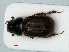  ( - RMNH.INS.535346)  @11 [ ] CreativeCommons - Attribution Non-Commercial Share-Alike (2012) Unspecified Naturalis, Biodiversity Centre