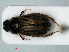  ( - RMNH.INS.535347)  @13 [ ] CreativeCommons - Attribution Non-Commercial Share-Alike (2012) Unspecified Naturalis, Biodiversity Centre