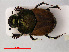  (Onthophagus coenobita - RMNH.INS.535353)  @13 [ ] CreativeCommons - Attribution Non-Commercial Share-Alike (2012) Unspecified Naturalis, Biodiversity Centre