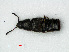  ( - RMNH.INS.535403)  @13 [ ] CreativeCommons - Attribution Non-Commercial Share-Alike (2012) Unspecified Naturalis, Biodiversity Centre
