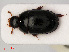  ( - RMNH.INS.535436)  @11 [ ] CreativeCommons - Attribution Non-Commercial Share-Alike (2012) Unspecified Naturalis, Biodiversity Centre