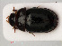  ( - RMNH.INS.535437)  @11 [ ] CreativeCommons - Attribution Non-Commercial Share-Alike (2012) Unspecified Naturalis, Biodiversity Centre