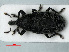  ( - RMNH.INS.535554)  @13 [ ] CreativeCommons - Attribution Non-Commercial Share-Alike (2012) Unspecified Naturalis, Biodiversity Centre