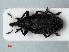  (Larinus carlinae - RMNH.INS.535555)  @14 [ ] CreativeCommons - Attribution Non-Commercial Share-Alike (2012) Unspecified Naturalis, Biodiversity Centre