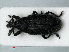  ( - RMNH.INS.535556)  @13 [ ] CreativeCommons - Attribution Non-Commercial Share-Alike (2012) Unspecified Naturalis, Biodiversity Centre