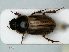  ( - RMNH.INS.535566)  @14 [ ] CreativeCommons - Attribution Non-Commercial Share-Alike (2012) Unspecified Naturalis, Biodiversity Centre